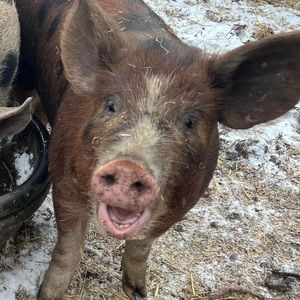 Meet your Posher, Leanne